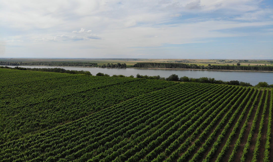 Exploring the Rich Viticulture of Northern Bulgaria