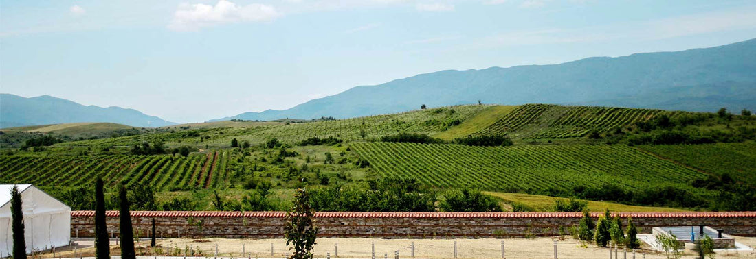 The Promising Journey of Bulgarian Wine in Western Europe