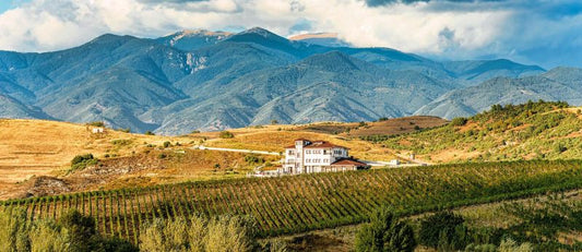 Discover the Timeless Charm of Bulgarian Winemaking